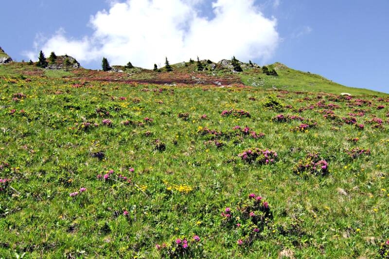 2006_0701Allmenalp0123
