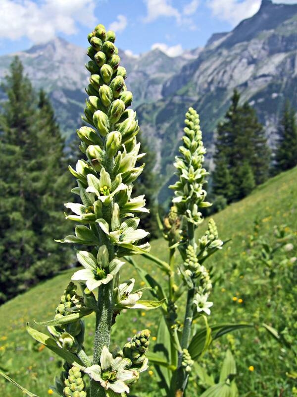 2006_0701Allmenalp0129