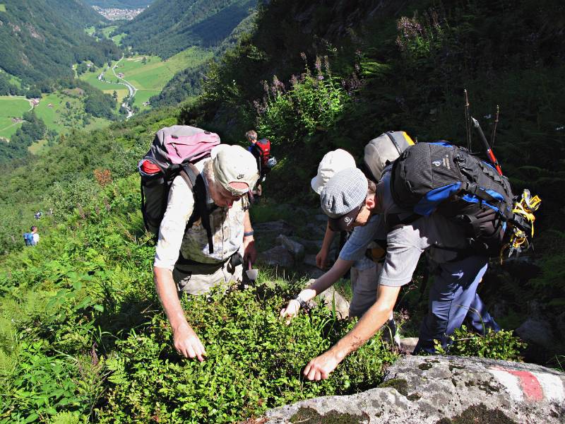 Es gab nicht nur Schnee und Felsen sondern auch süsse Heidelbeeren,