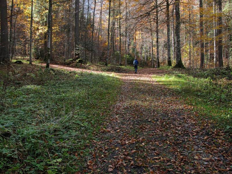 Herbstlicher Wald kurz nach Ferme Robert
