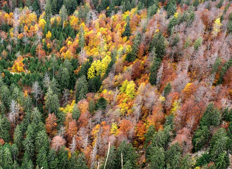 Die Farben von Herbst auf dem Boden von Creux du Van