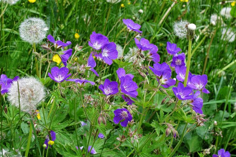 Bunte Wiese bei Scharten.