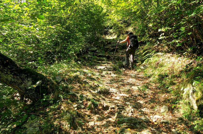 Im unteren Teil der breite Wanderweg verläuft in dichtem Wald