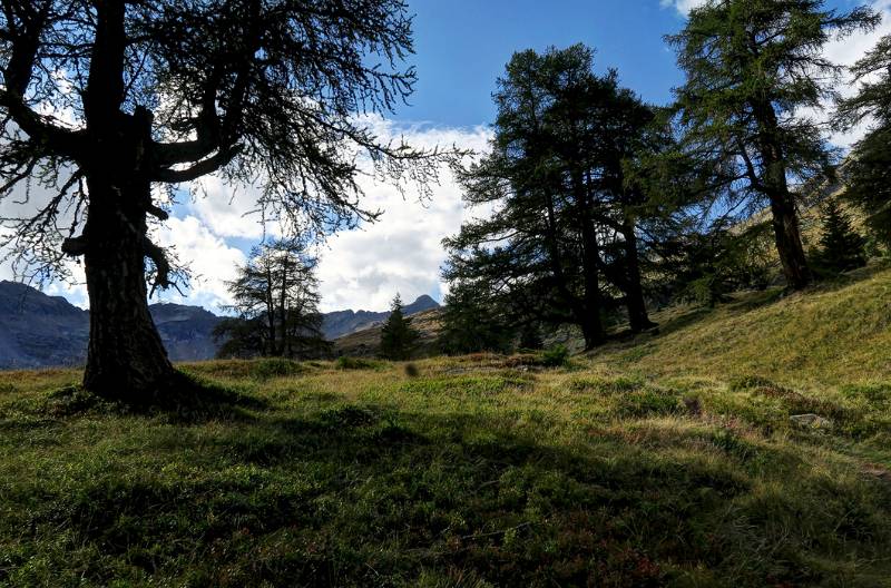 Die Waldgrenze erreicht