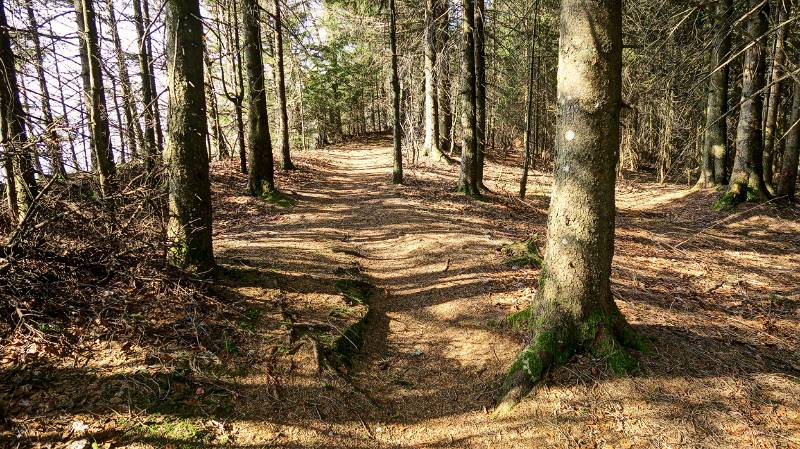 Gemütlich im Wald