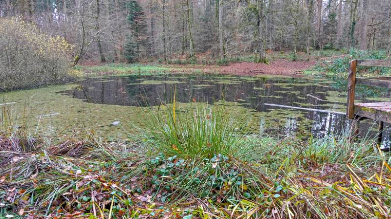 Waldweiher Maas