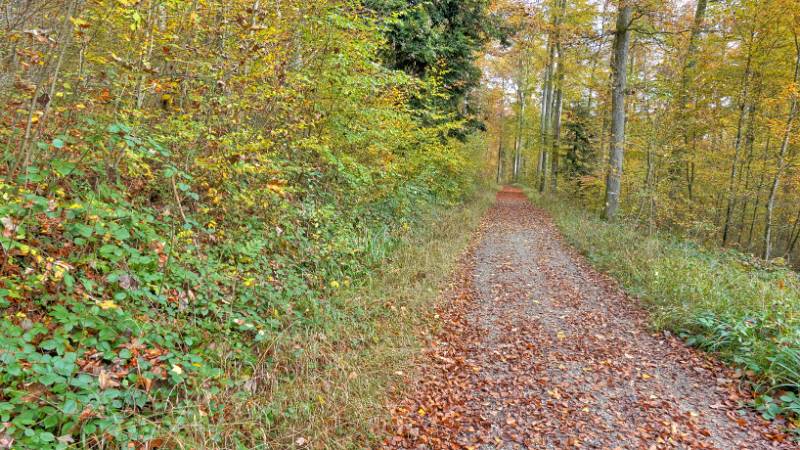 Schöne, herbstliche Waldstrasse