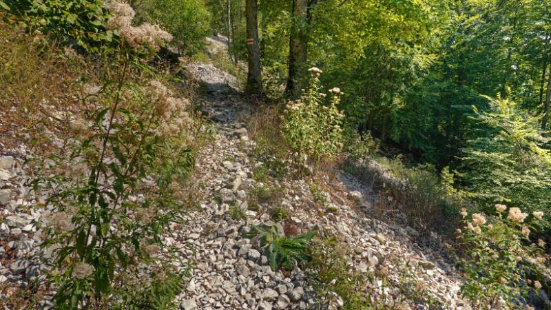Der Wanderweg Richtung Lägern-Grat
