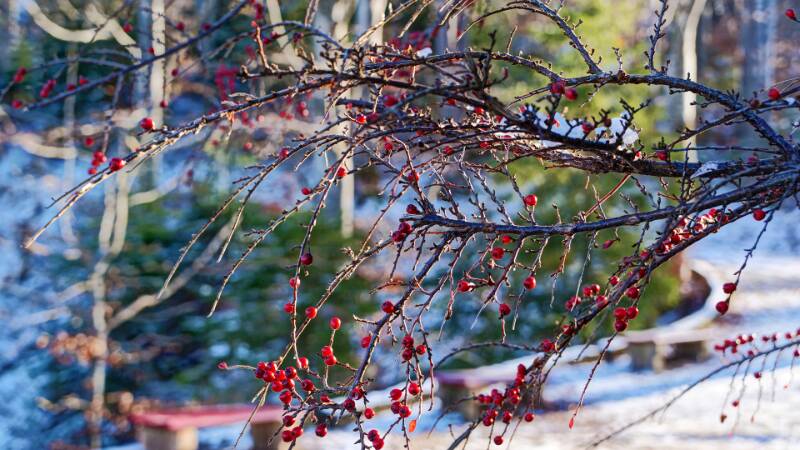 Beeren im Winter