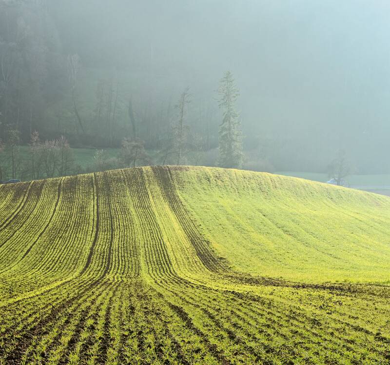 Grüne Farben im Dezember