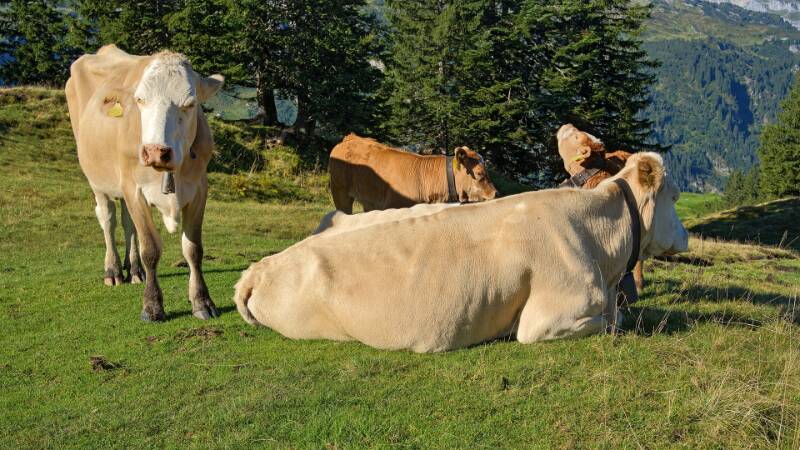 Die Kühe machen eine Pause