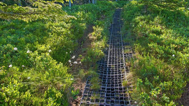 Sehr gut eingerichteter Wanderweg über das nasse Gelände