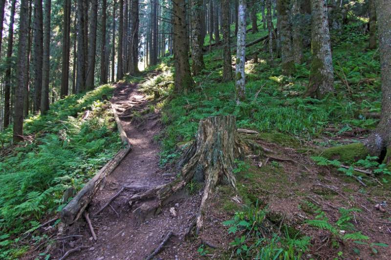 Der Weg im Wald