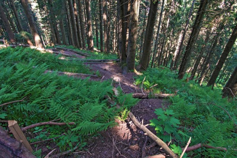 Über den steilen Rücken im Wald