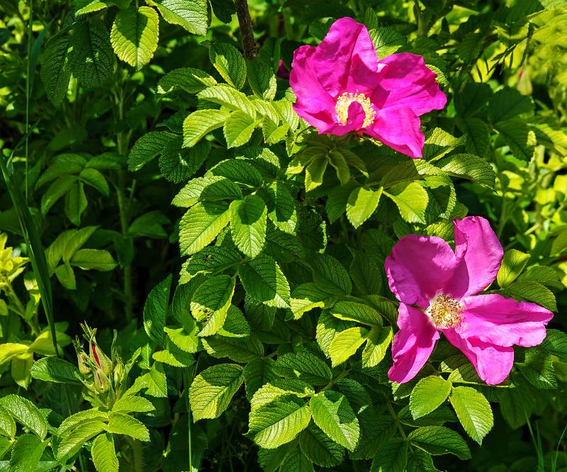 250606-wanderung-chaenzeli-tour-baden-04142_3_401_ek_Balanced