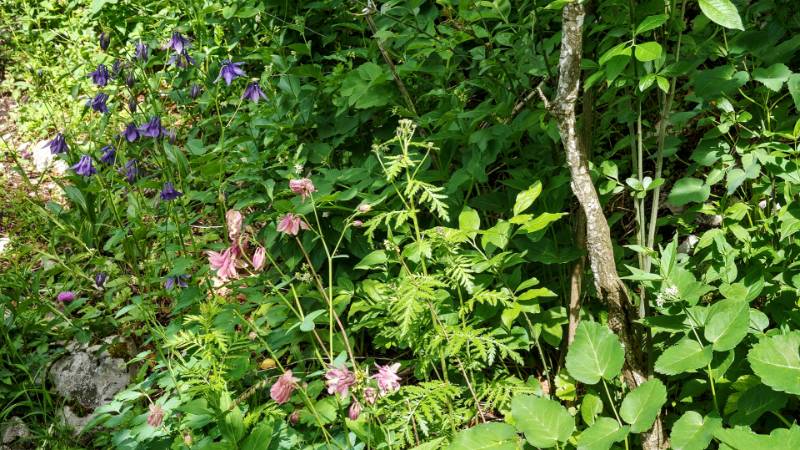 250527-wanderung-laegern-03712_3_401_ek_Balanced