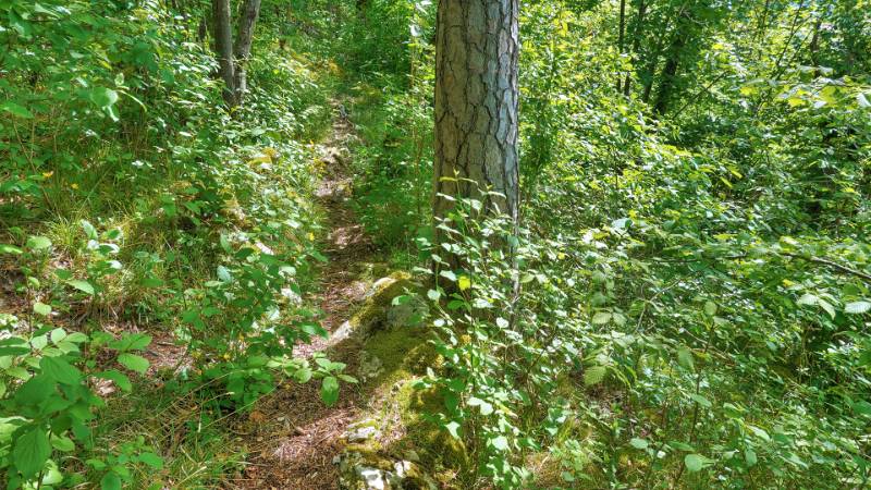 250524-wanderung-chemiflue-03460_1_202_ek_ForegroundEnhance2