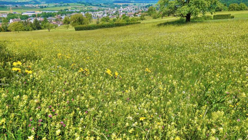 250524-wanderung-chemiflue-03502_3_402_ek_ForegroundEnhance2
