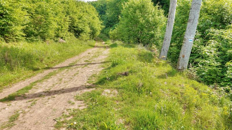 Auf der breiten Waldstrasse