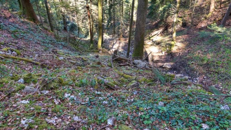 Durch den schattigen Wald