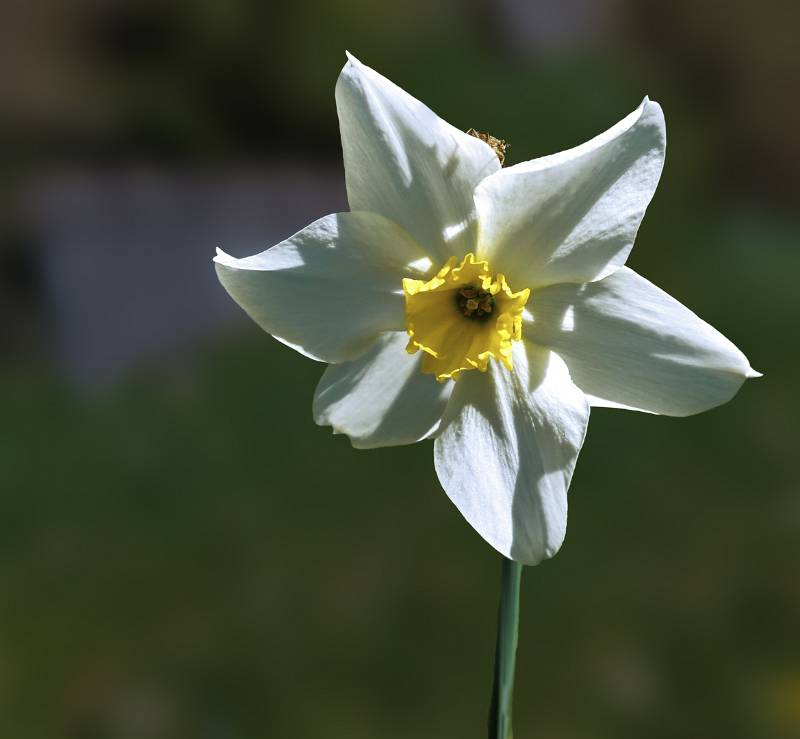 250419-narzissen-wanderung-glion-02524_5_6-shrp