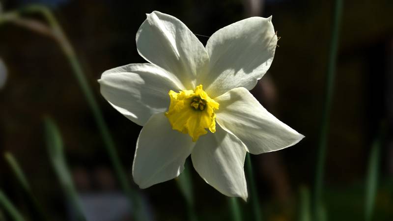 250419-narzissen-wanderung-glion-02527_8_9-shrp