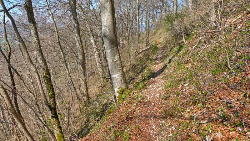 Schöner Wanderweg im Wald