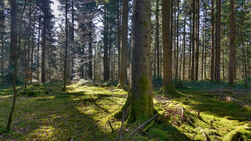 Image Eine Runde zum Aspisee ab Langenthal