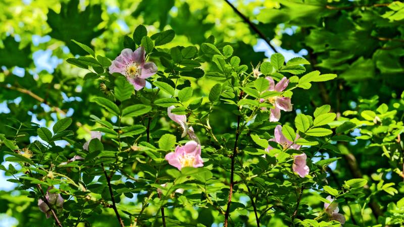 Üppige Blumen und Pflanzen auf dem Lägerngrat
