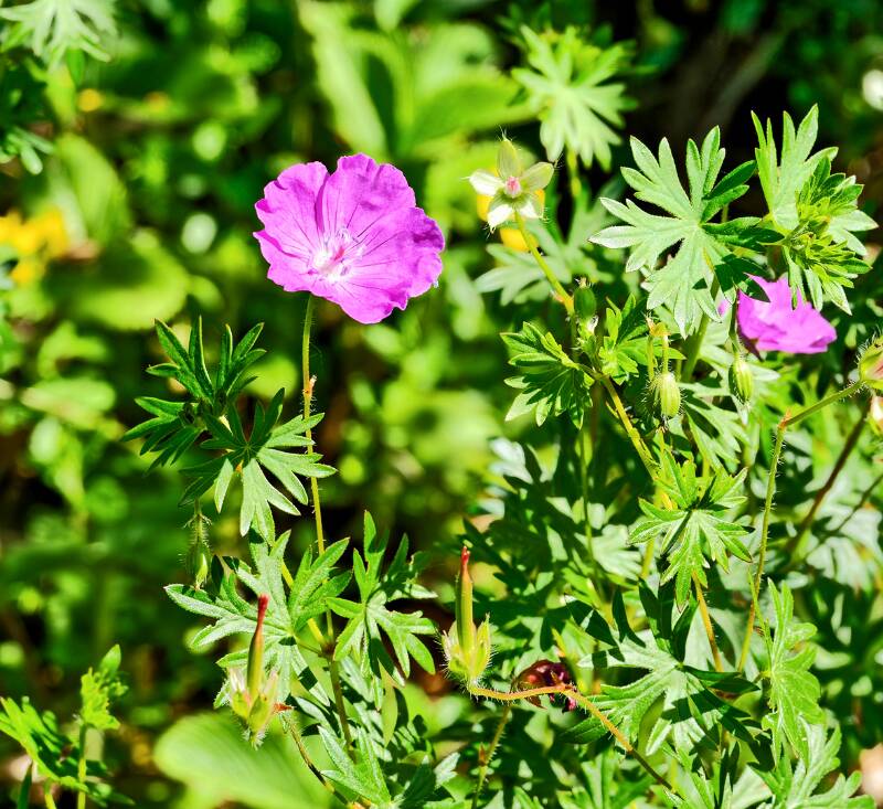 260526-laegern-runde-von-wettingen-02614x_5x_6x