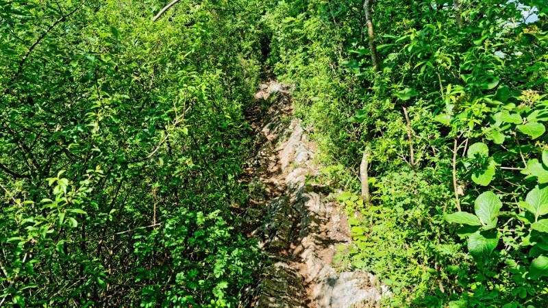 Weiter auf dem schmalen, bewachsenen Weg mit vielen Pflanzen.