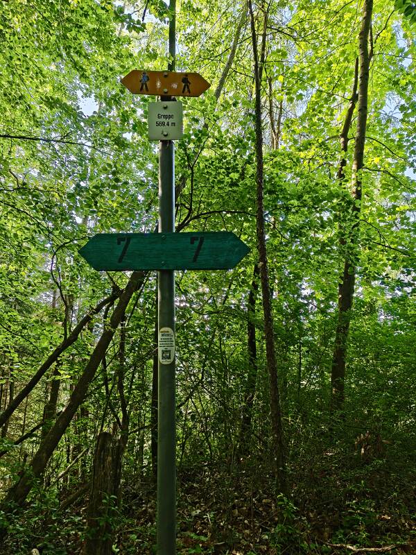 Der Hügel Greppe ist im dichten Wald