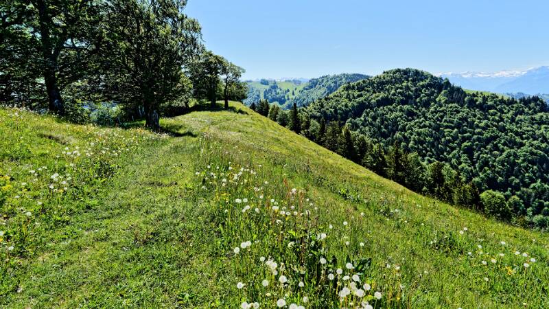 Auf dem Kamm Richtung Habrütispitz