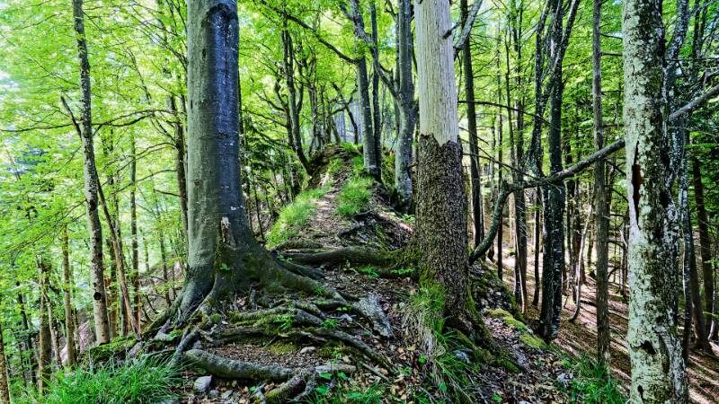 Auf dem Grat im Wald Richtung Habrütispitz