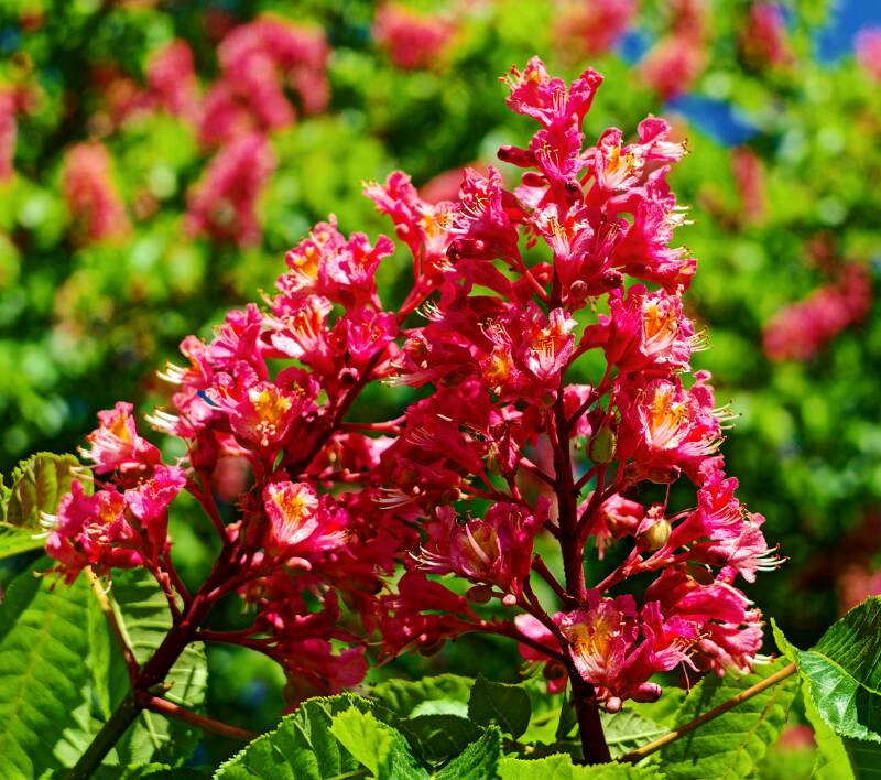Blumen unterwegs