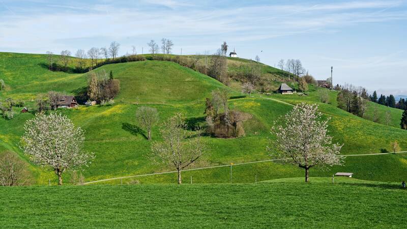 Heubergkapelle und die blühenden Obstbäume