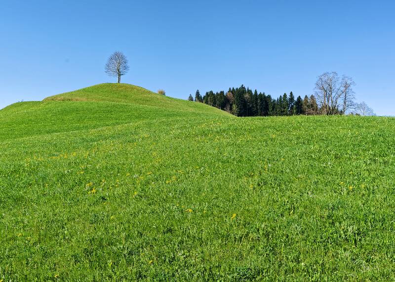 Einsamer Baum auf dem Hügel