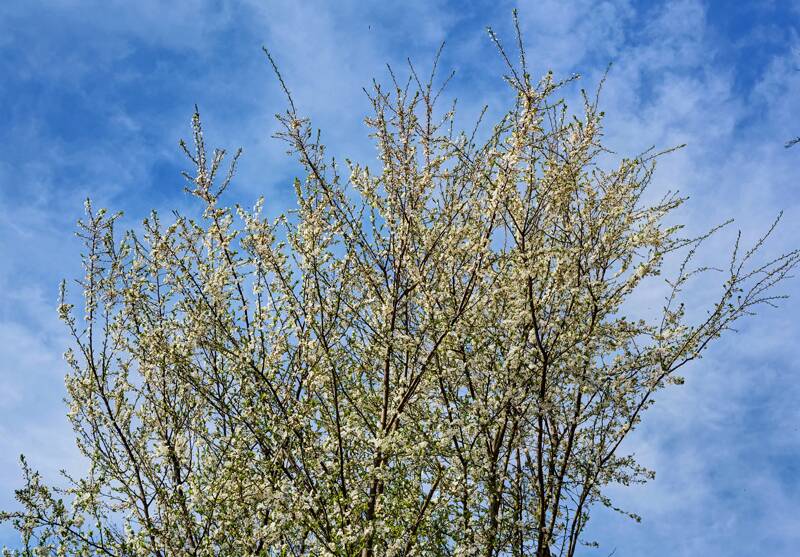 Die Zweige sind voller Bienen